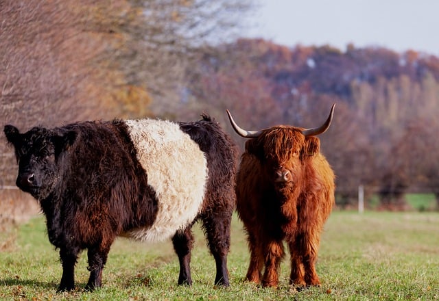 Livestock vehicles guide